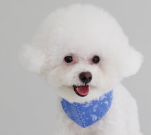 画像をギャラリービューアに読み込む, ペイズリーバンダナ