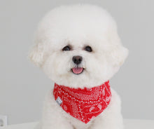 画像をギャラリービューアに読み込む, ペイズリーバンダナ