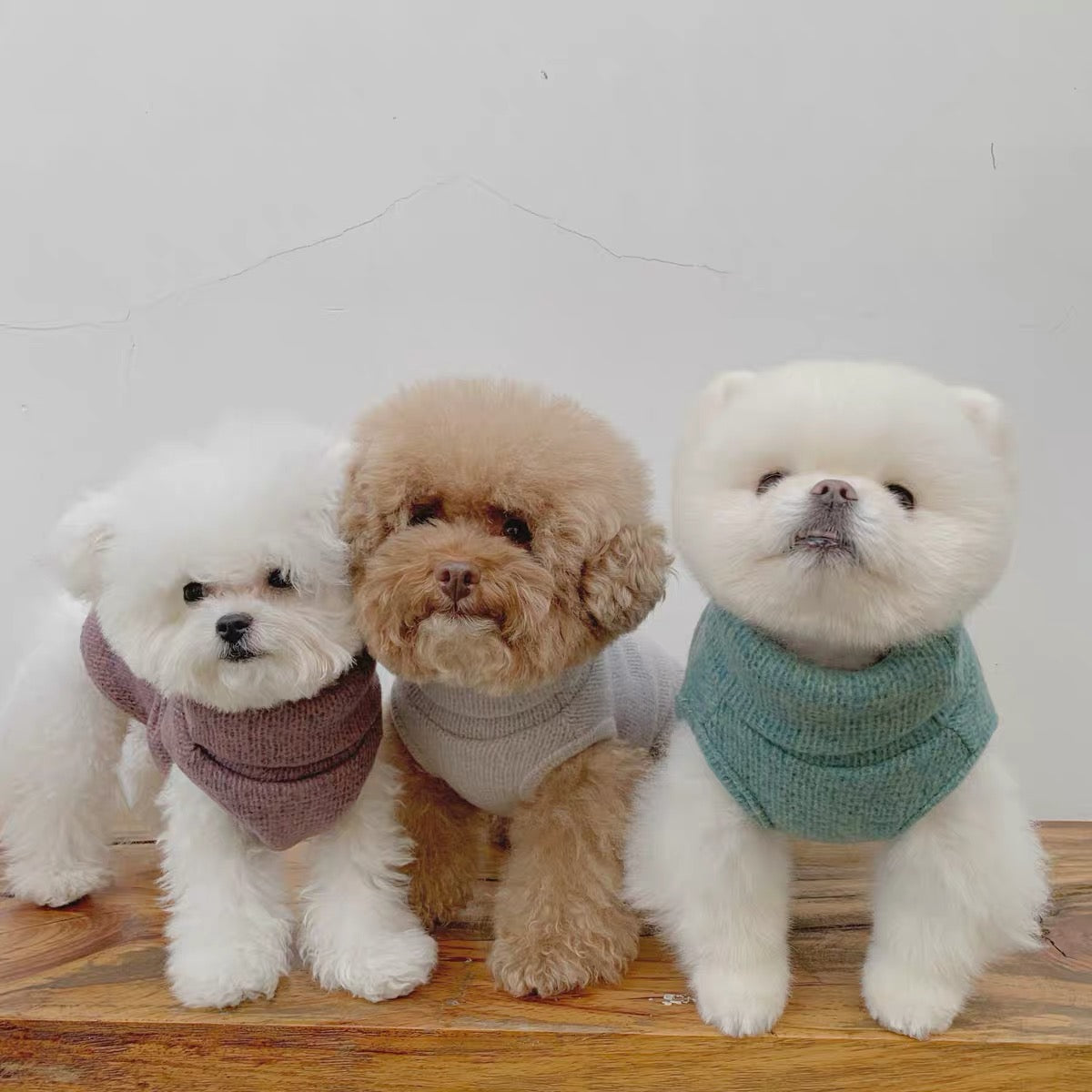 TOPS – corona dog lifestyle